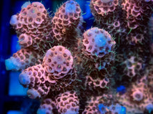 Carregar imagem no visualizador da galeria, Pastel Rose Millepora (Cut-to-Order)