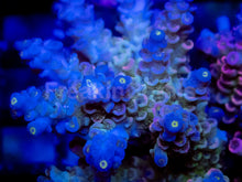 Carregar imagem no visualizador da galeria, Pink Ice Tenuis (Cut-to-Order)