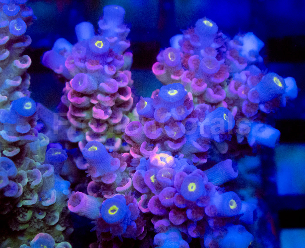 Pink Ice Tenuis (Cut-to-Order)