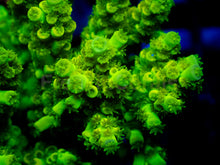 Carregar imagem no visualizador da galeria, Neon Venom Tenuis (Cut-to-Order)