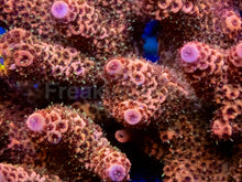 Load image into Gallery viewer, Solar Flare Millepora (Cut-to-Order)