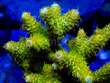 Load image into Gallery viewer, Golden Halo Millepora (Cut-to-Order)