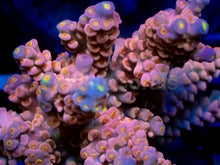 Load image into Gallery viewer, Jigglypuff Tenuis (Cut-to-Order)