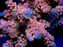 Load image into Gallery viewer, Jigglypuff Tenuis (Cut-to-Order)