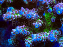 Load image into Gallery viewer, Cherry Bomb Tenuis (Cut-to-Order)