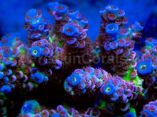 Load image into Gallery viewer, Cherry Bomb Tenuis (Cut-to-Order)