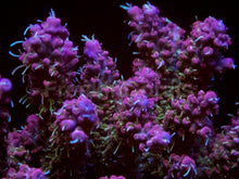 Load image into Gallery viewer, Blush Prism Microclados (Cut-to-Order)