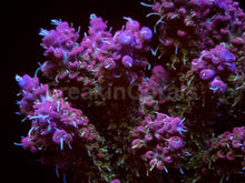 Load image into Gallery viewer, Blush Prism Microclados (Cut-to-Order)