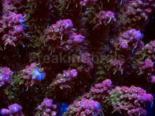 Load image into Gallery viewer, Blush Prism Microclados (Cut-to-Order)