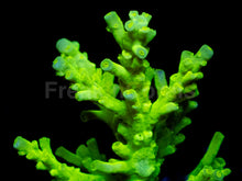 Load image into Gallery viewer, Toxic Glow Tenuis (Cut-to-Order)