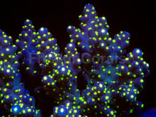 Load image into Gallery viewer, TriNova Valida (Cut-to-Order)