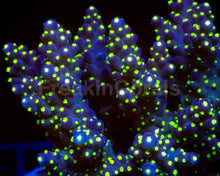 Load image into Gallery viewer, TriNova Valida (Cut-to-Order)