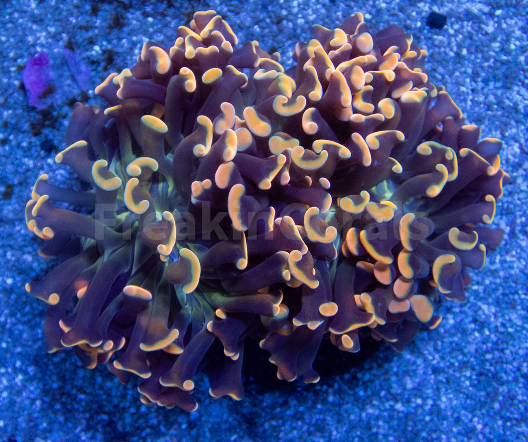 FK Bronze Tip Ancora Euphyllia