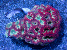 Carregar imagem no visualizador da galeria, FK Ruby Forest Blastomussa (Collector Coral)