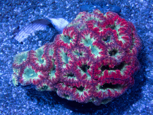 FK Ruby Forest Blastomussa (Collector Coral)