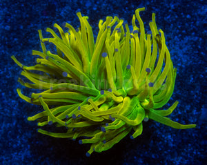 FK USA Holy Grail Torch Euphyllia (2 Heads - Ultra Colour)