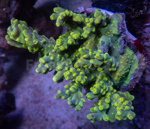 FK Suharsonoi Acropora (Cut-To-Order)