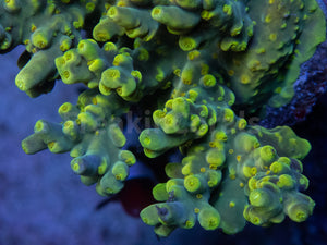 FK Suharsonoi Acropora (Cut-To-Order)