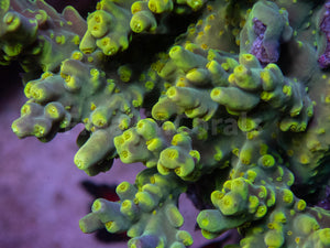 FK Suharsonoi Acropora (Cut-To-Order)