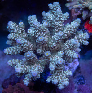 FK Blue Light Tenuis Acropora (Cut-To-Order)