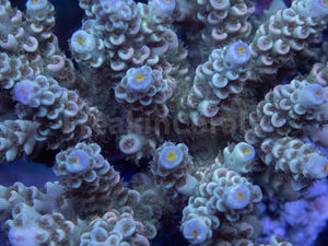 FK Blue Light Tenuis Acropora (Cut-To-Order)