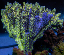 Load image into Gallery viewer, FK Spliced Rainbow Tenuis Acropora (First Release Worldwide - Signature Coral)