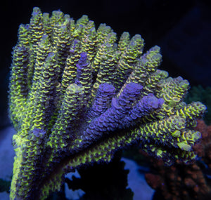 FK Spliced Rainbow Tenuis Acropora (First Release Worldwide - Signature Coral)