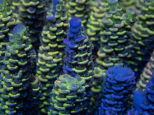 Load image into Gallery viewer, FK Spliced Rainbow Tenuis Acropora (First Release Worldwide - Signature Coral)