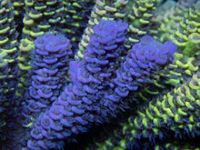 Load image into Gallery viewer, FK Spliced Rainbow Tenuis Acropora (First Release Worldwide - Signature Coral)