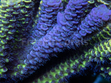 Load image into Gallery viewer, FK Spliced Rainbow Tenuis Acropora (First Release Worldwide - Signature Coral)