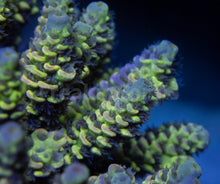 Load image into Gallery viewer, FK Spliced Rainbow Tenuis Acropora (First Release Worldwide - Signature Coral)