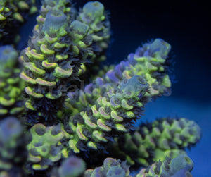 FK Spliced Rainbow Tenuis Acropora (First Release Worldwide - Signature Coral)