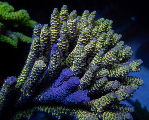 FK Spliced Rainbow Tenuis Acropora (First Release Worldwide - Signature Coral)