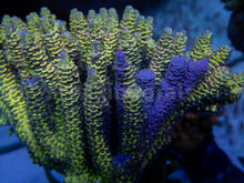 Load image into Gallery viewer, FK Spliced Rainbow Tenuis Acropora (First Release Worldwide - Signature Coral)