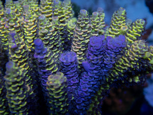 FK Spliced Rainbow Tenuis Acropora (First Release Worldwide - Signature Coral)