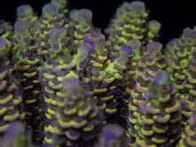 Load image into Gallery viewer, FK Spliced Rainbow Tenuis Acropora (First Release Worldwide - Signature Coral)