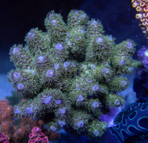 FK Zombie Tenuis Acropora (Cut-To-Order)