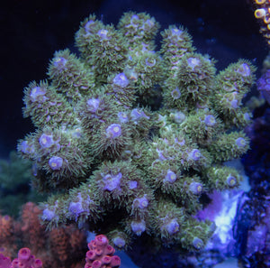 FK Zombie Tenuis Acropora (Cut-To-Order)