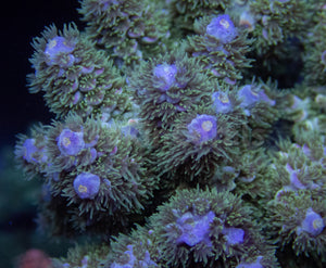 FK Zombie Tenuis Acropora (Cut-To-Order)