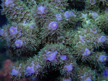 Carregar imagem no visualizador da galeria, FK Zombie Tenuis Acropora (Cut-To-Order)