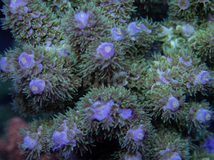 FK Zombie Tenuis Acropora (Cut-To-Order)