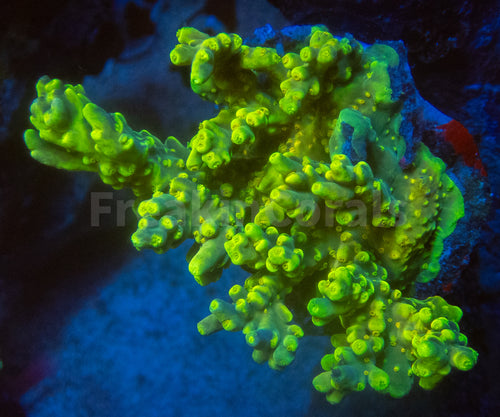 FK Suharsonoi Acropora (Cut-To-Order)