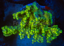 Carregar imagem no visualizador da galeria, FK Suharsonoi Acropora (Cut-To-Order)