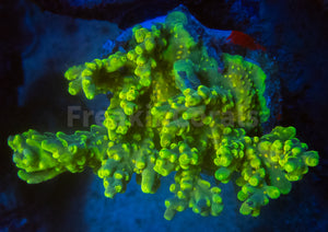 FK Suharsonoi Acropora (Cut-To-Order)