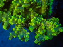 Carregar imagem no visualizador da galeria, FK Suharsonoi Acropora (Cut-To-Order)