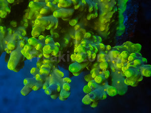 FK Suharsonoi Acropora (Cut-To-Order)