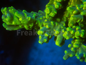 FK Suharsonoi Acropora (Cut-To-Order)