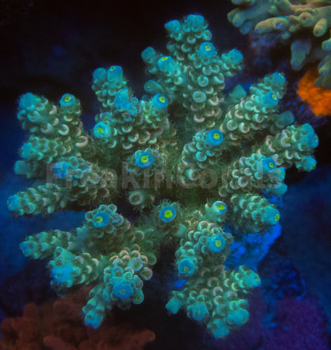 FK Blue Light Tenuis Acropora (Cut-To-Order)