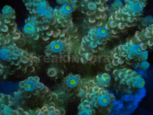 FK Blue Light Tenuis Acropora (Cut-To-Order)