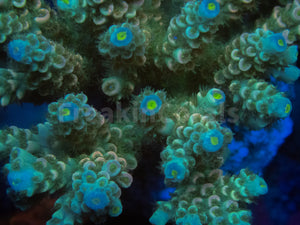 FK Blue Light Tenuis Acropora (Cut-To-Order)